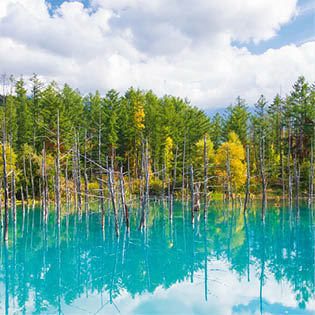 Beautiful early Autumn view of Shirogane blue pond or aoike in Biei town in Hokkaido, Japan