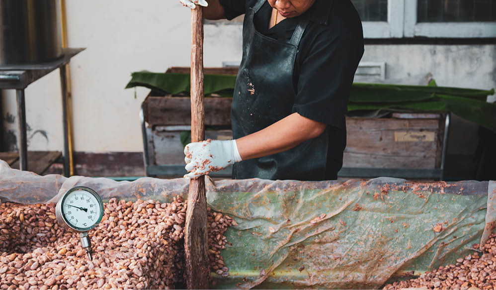 Farmers are fermenting cocoa beans to make chocolate.