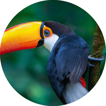 Cute Toco Toucan tropical bird in Brazilian Pantanal with blurred background, Brazil, South America