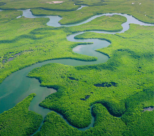 Aerial view of Amazon rainforest in Brazil, South America. Green forest. Bird's-eye view. 