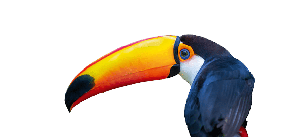 Cute Toco Toucan tropical bird in Brazilian Pantanal with blurred background, Brazil, South America