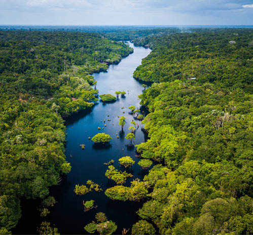 Amazon Rainforest in Anavilhanas National Park, Amazonas - Brazil