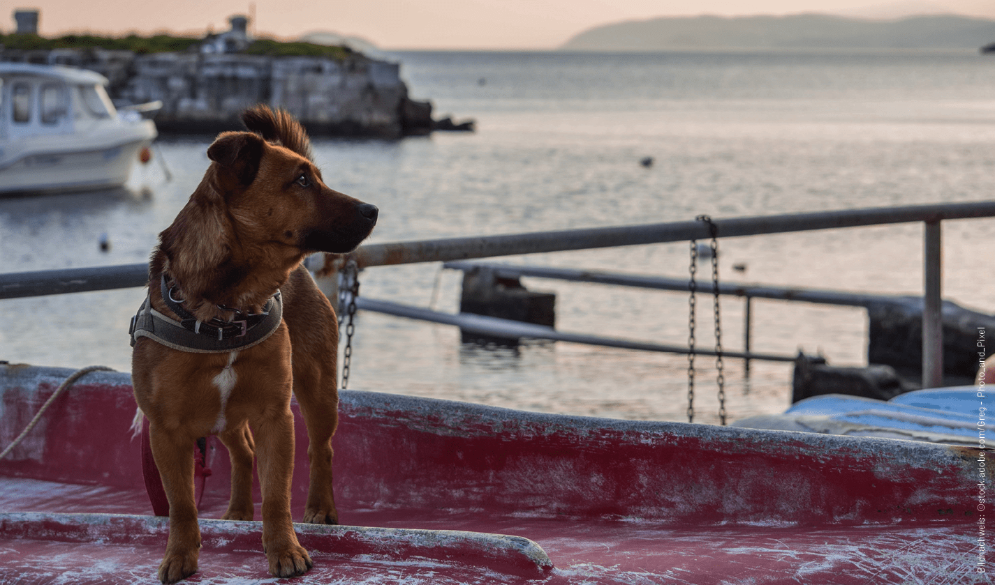 Bildnachweis: ©stock.adobe.com/Greg Photo_and_Pixe