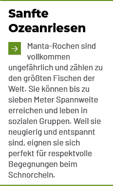 Sanfte Ozeanriesen ￼Manta Rochen sind vollkommen ungef hrlich und z hlen zu den gr ten Fischen der Welt. Sie k nnen ...