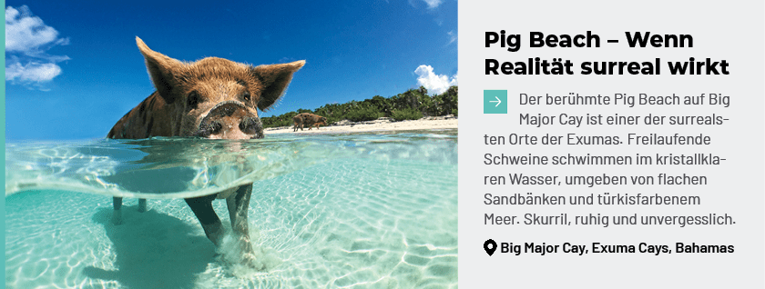 Pig Beach – Wenn Realit t surreal wirkt ￼Der ber hmte Pig Beach auf Big Major Cay ist einer der surrealsten Orte der ...