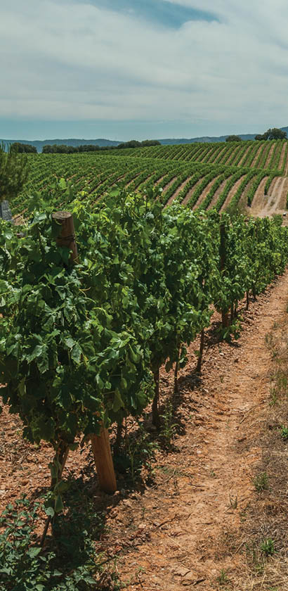 Blick entlang einer Reihe von Weinst cken auf einem weitl ufigen, h geligen Weinberg.