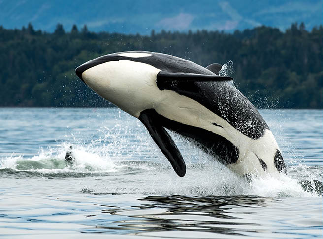 A Bigg's orca whale jumping out of the sea in Vancouver Island, Canada