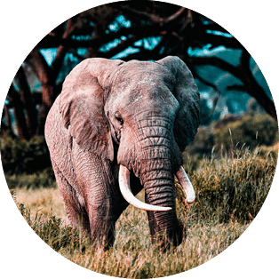 Elephants in Amboseli Nationalpark, Kenya, Africa 