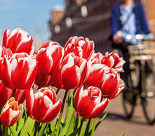A closeup shot of beautiful red and white tulips with a person riding a bicycle in the background