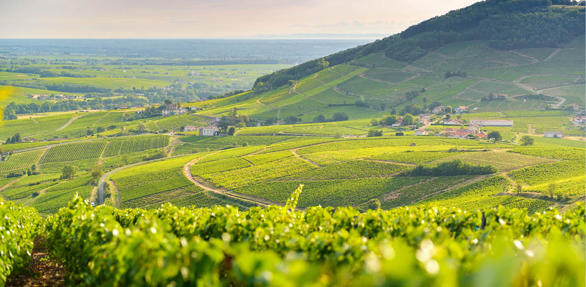 Lever du jour au milieu des vignes avec vue sur le Mont Brouilly