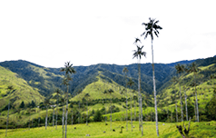 H gellandschaft mit hohen Palmen und weidenden Tieren