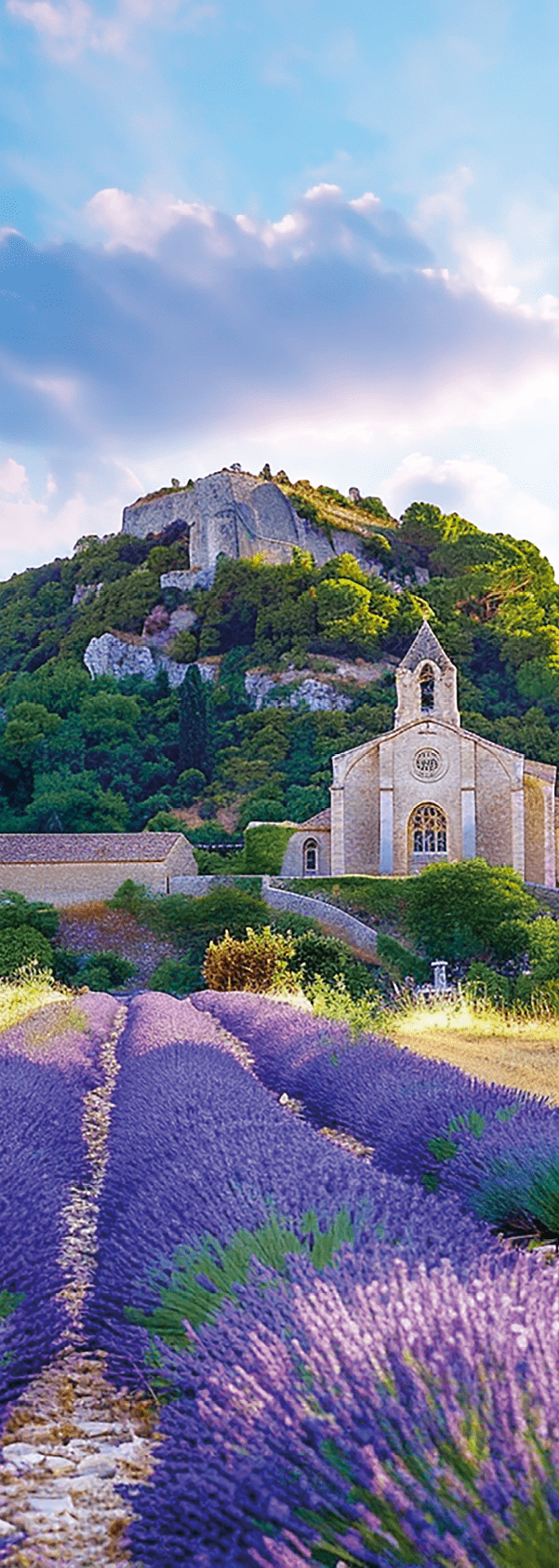 Lavendelfeld mit Weg zu Kirche vor bewaldetem H gel