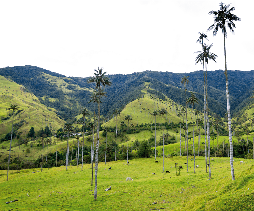 H gellandschaft mit hohen Palmen und weidenden Tieren