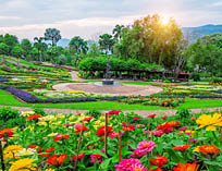 Garden flowers, Mae fah luang garden locate on Doi Tung in Chiang Rai,Thailand.