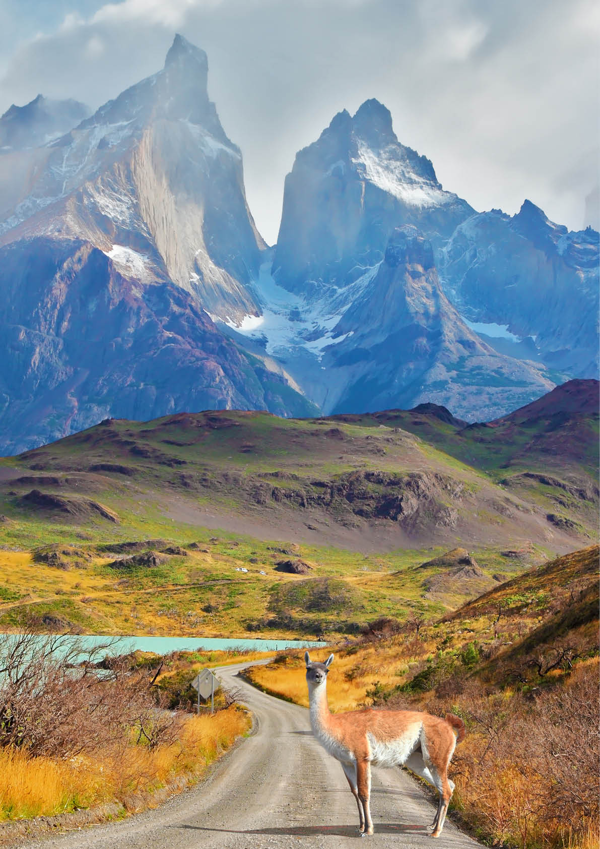 Majestic peaks of Los Kuernos over Lake Pehoe. On a dirt road is worth guanaco - Lama. The national park Torres del Paine, Patagonia, Chile
