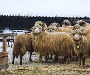 A closeup of woolly sheep near a shed during winter