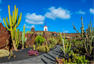 Cactus garden in Lanzarote, Canary Islands, Spain; Shutterstock ID 676819495; purchase_order: Always-On Google; job: ; client: ; other: 