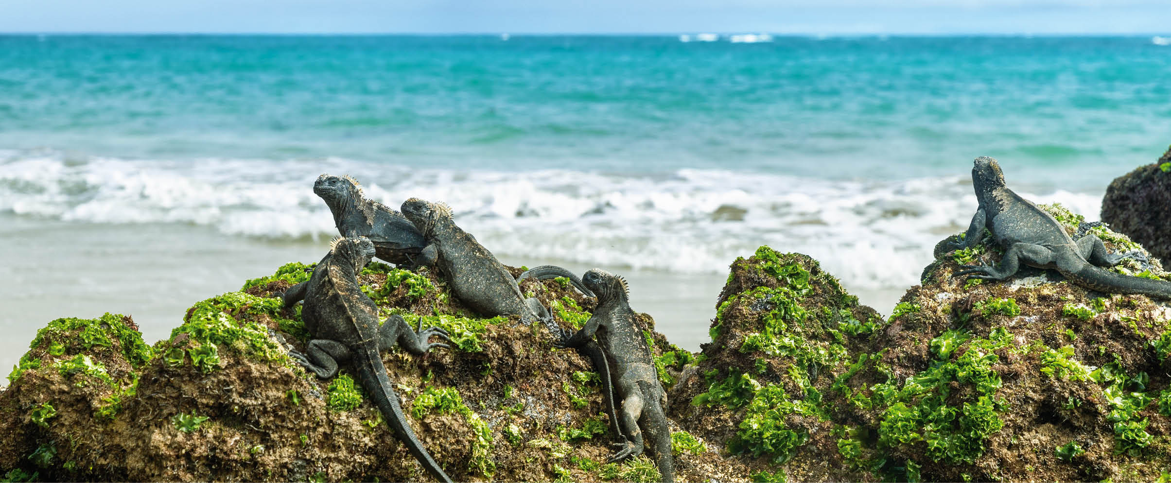 Galapagos islands marine iguanas wildlife relaxing on beach banner panorama of ocean background in Isabela Island, Islas Galapagos. Travel lifestyle.
