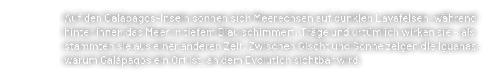 Auf den Gal pagos Inseln sonnen sich Meerechsen auf dunklen Lavafelsen, w hrend hinter ihnen das Meer in tiefem Blau ...