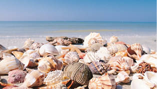 Beach shells
