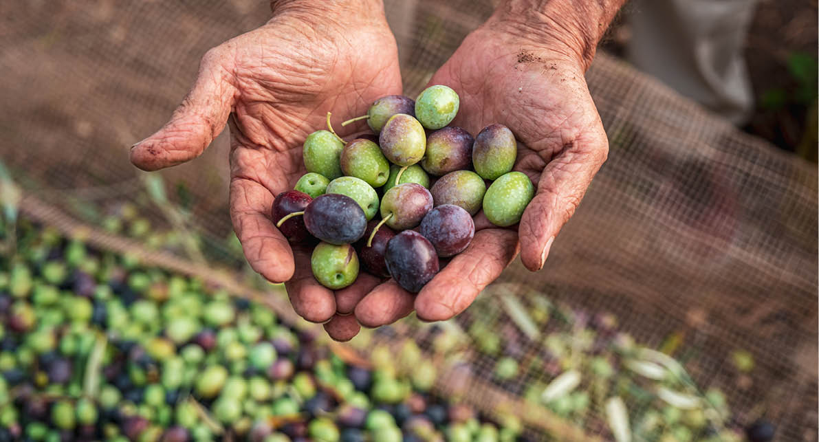 The seasonal harvest of olives in Puglia, south of italy