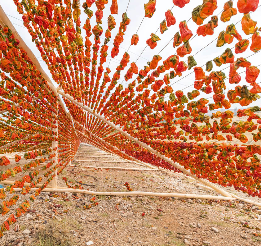 Traditional pepper drying process in the sun,Gaziantep,Turkey
