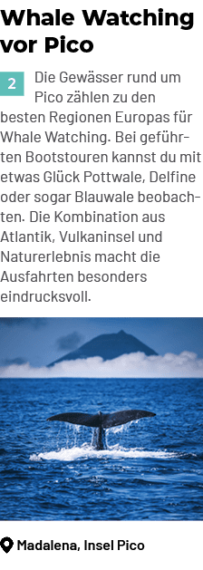 ￼Madalena, Insel Pico,Whale Watching vor Pico ￼Die Gew sser rund um Pico z hlen zu den besten Regionen Europas f r Wh...