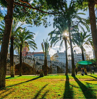 the sun makes its way through the leaves of the palm trees and casts long shadows