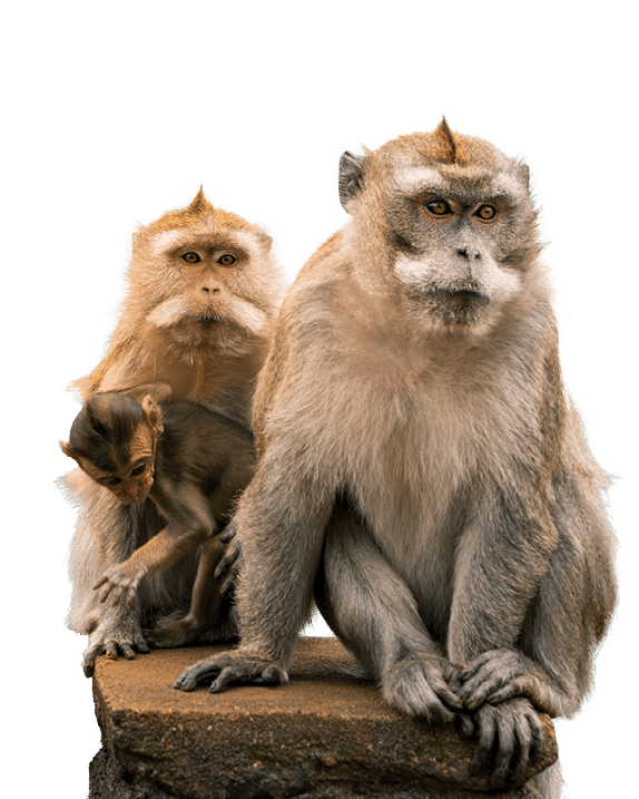 monkeys family at black river gorge viewpoint against a beautiful panorama, mauritius