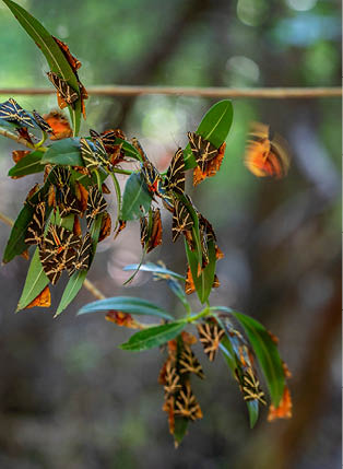 Valley of the Butterflies. A unique nature reserve on the island of Rhodes, Greece
