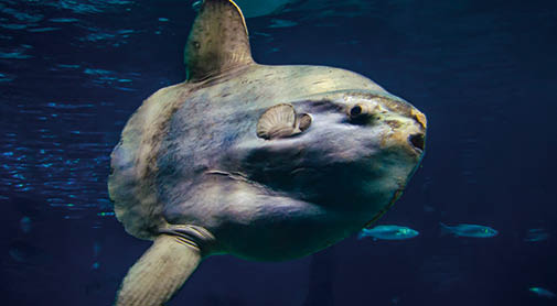 Moonfish (sunfish) swimms in deep sea water