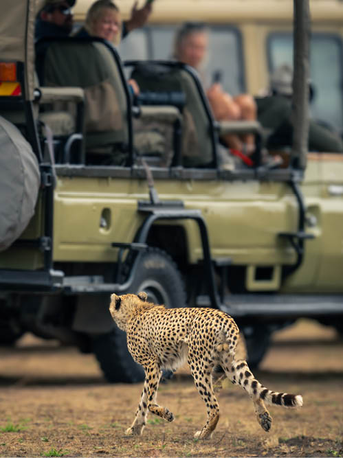Cheetah walks between jeeps on grassy plain