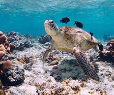 Meeresschildkr te schwimmt ber Meeresboden mit Korallen und kleinen Fischen im klaren Wasser.