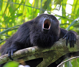 Schwarzer Br llaffe liegt mit ge ffnetem Maul auf einem Ast vor gr nem Bl tterhintergrund.