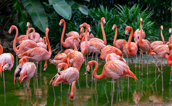 Eine Herde rosa Karibikflamingos in einem Teich