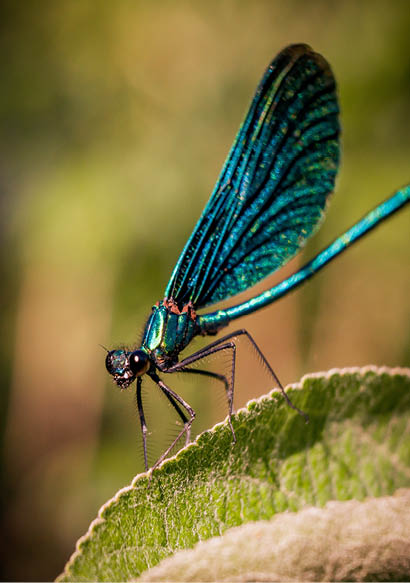 Blaugr n gl nzende Libelle auf einem Blatt mit unscharfem Naturhintergrund.