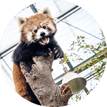 Roter Panda steht mit ge ffnetem Maul auf einem Baumstamm in einer Tieranlage.