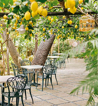 Freiluftrestaurant mit Metallst hlen unter Pergola mit reifen Zitronen und B umen.