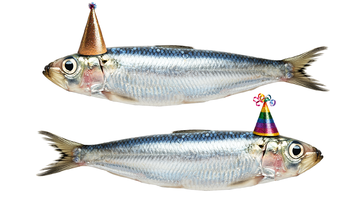 Zwei Sardinen mit Partyh ten nebeneinander