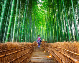 Bamboo Forest. Asian woman wearing japanese traditional kimono at Bamboo Forest in Kyoto, Japan.