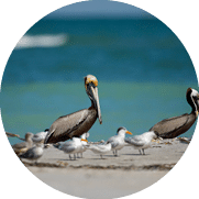 Cayo Costa State Park on May 2, 2020. Photo By Brian Tietz