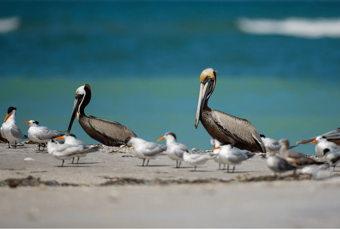 Cayo Costa State Park on May 2, 2020. Photo By Brian Tietz