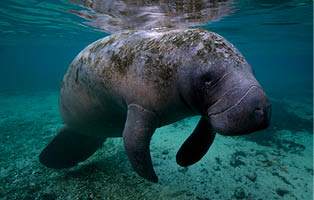 Manatee at crystal river in Florida