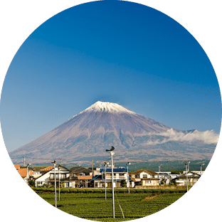 Green tea fields and Mount Fuji 