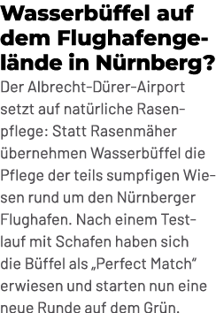 Wasserb ffel auf dem Flughafengel nde in N rnberg? Der Albrecht D rer Airport setzt auf nat rliche Rasenpflege: Statt...