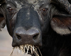 A closeup shot of an african buffalo eating grasses