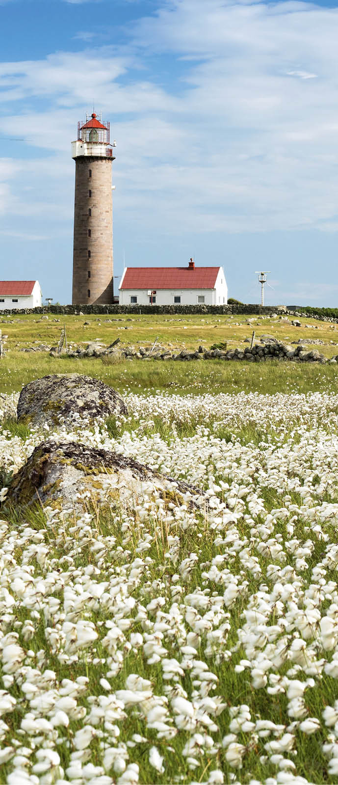 Lighthouse Lista Fyr, meadow with cotton grass, Ytre Listalandet, Borhaug, Vestbygd, Farsund, Vest-Agder, Norway, Europe