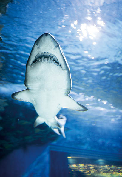 white shark swimming underwater 