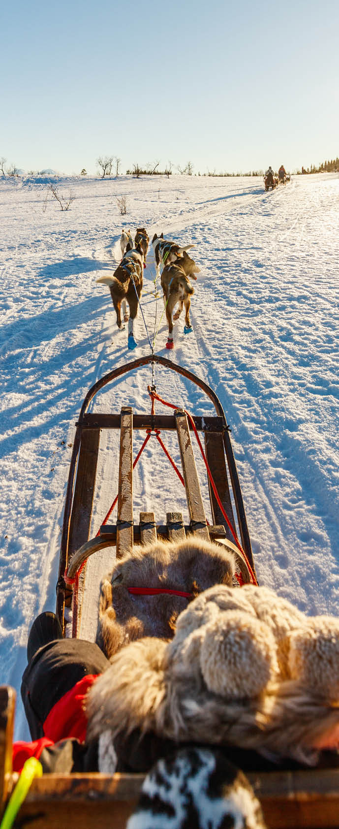 Husky dogs are pulling sledge with little girl on sunny winter day in Northern Norway