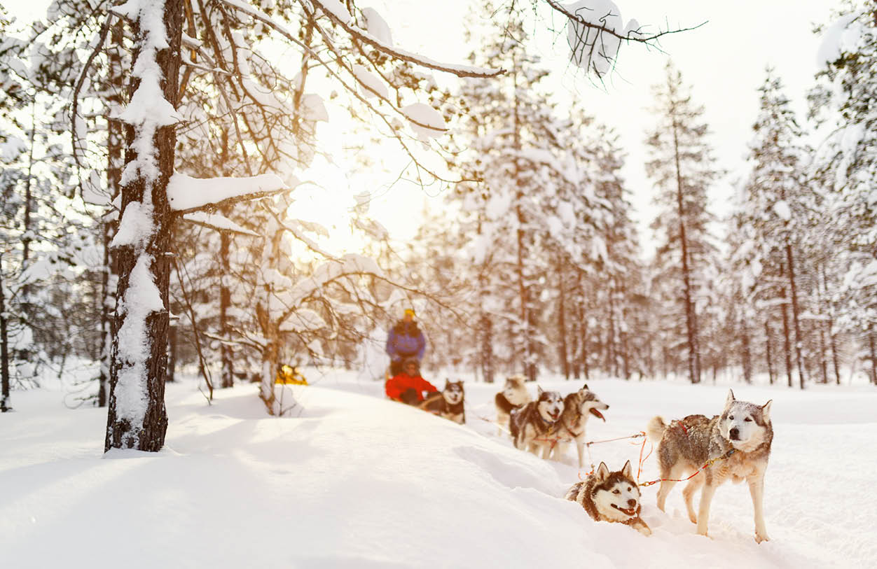 Sledding with husky dogs in Lapland Finland